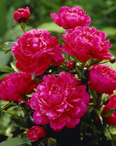 Без бренда «2KMB-4036» в Тамбове