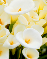 Без бренда «Белые каллы» в Тамбове