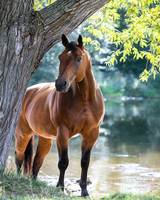 Без бренда «Лошадь у дерева» в Тамбове