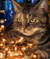 Без бренда «2KXSB-0678» в Тамбове