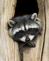 Без бренда «Енот в дупле» в Тамбове