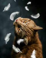 Без бренда «Кот среди перышек» в Тамбове