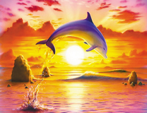 Красивый дельфина на фоне заката
