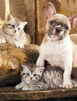 Без бренда «Милый щенок французского бульдога и два котёнка» в Тамбове в интернет-магазине  Без бренда «Милый щенок французского бульдога и два котёнка» в Тамбове