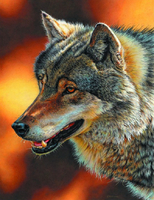 Без бренда «Взрослый серый волк» в Тамбове в интернет-магазине  Без бренда «Взрослый серый волк» в Тамбове