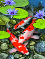 Карпы кои в прозрачном озере