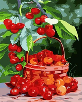 Спелая черешня в корзине