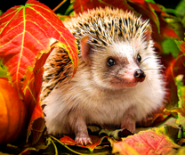 Ежик среди осенней листвы