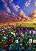 Без бренда «Поле тюльпанов под облачным небом» в Тамбове